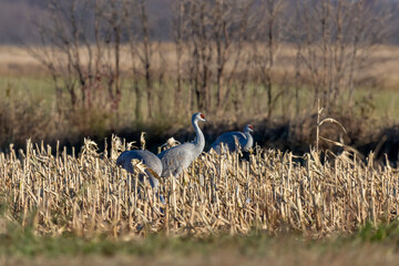 The flock of sandhill cranes on the field