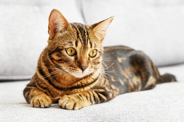 Beautiful short-haired young cat lying on bed at home, bengal cat pet. Domestic life animals.