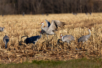 A flock of sandhill cranes and Canadian geese in meadow