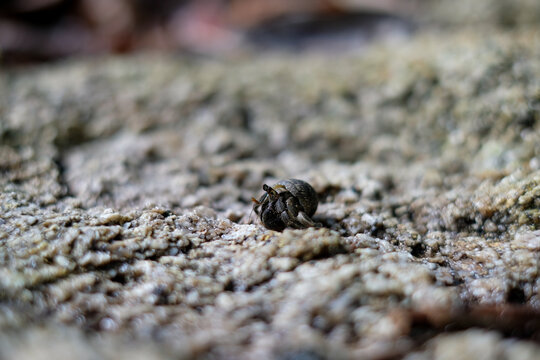 Hermit crabs walking along the rocks
