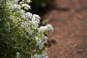 スーパーアリッサム