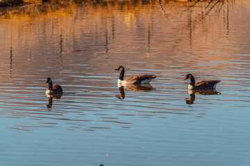 three canadian geese swimming together in a small pond in autumn