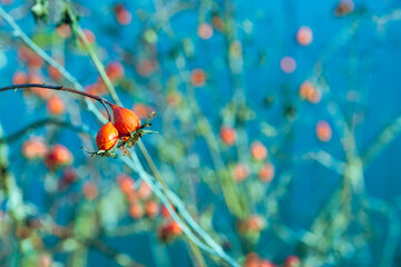 Ripe rosehip (or Rosa canina, Rosa, Rosa majalis, rosewood, gulyav, pinch, dogrose, sweetbrier) on branches late in the evening in autumn. Selective focus.