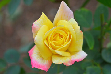 色鮮やかな秋のバラ