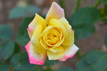 色鮮やかな秋のバラ