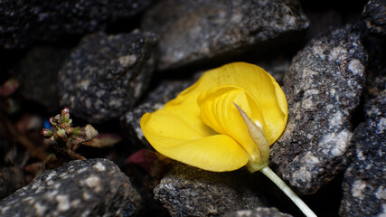 abstract shapes of objects around the house are photographed with macro techniques
