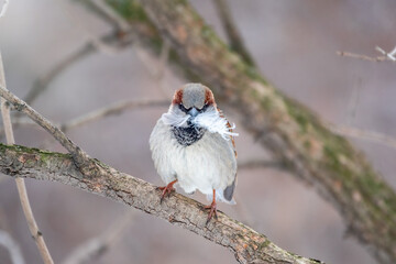 The house sparrow, Passer domesticus, sitting on a branch without leaves with feathers in its beak....