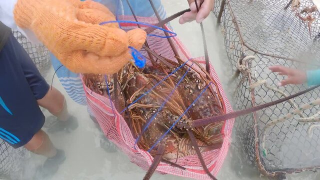 fisherman putting lobster in sacks for sale  rural fresh fish market  spiny lobster (Panulirus argus)  los roque  venezuela