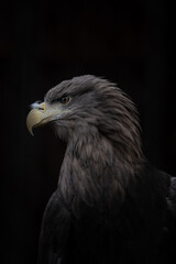 eagle portrait