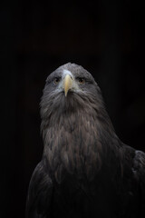 portrait of a eagle