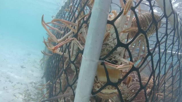 underwater view many lobsters for sale inside trap spiny lobster (Panulirus argus)  los roque los roques venezuela