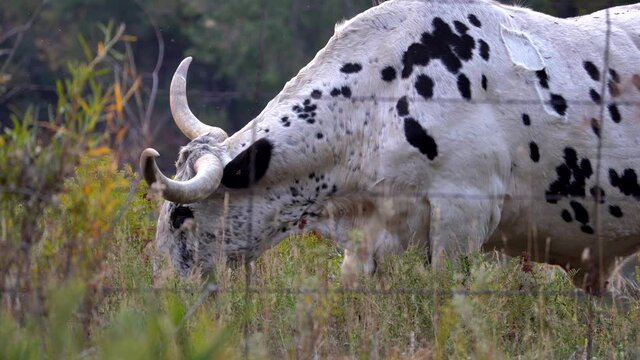Closeup view of longhorn cow grazing