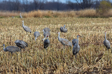 The flock of sandhill cranes on the field