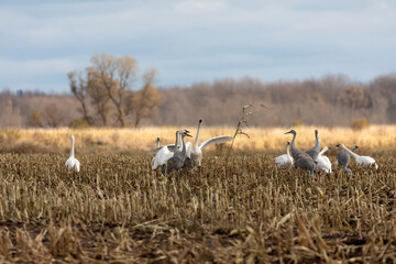 Obraz na płótnie Canvas Tundra swans and sandhill cranes on the field