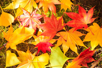 autumn maple leaves
