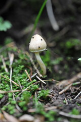 Almaty / Kazakhstan - 06.24.2012 : Wild non-edible mushrooms in mountainous areas.