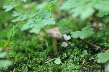Almaty / Kazakhstan - 06.24.2012 : Wild non-edible mushrooms in mountainous areas.
