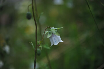 Almaty / Kazakhstan - 06.24.2012 : Wild lilies of the valley in the mountains.