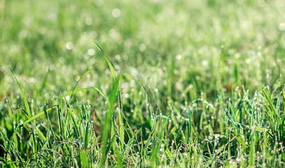 This ImNATURAL BACKGROUND OF GREEN 
GRASS WITH A BLURY BACKGROUNDage uses a Photoshop Action...