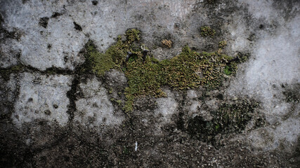 Moss attached to the old wall