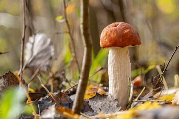  small brown mushroom stands on the forest floor and is surrounded by leaves