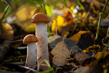  small brown mushroom stands on the forest floor and is surrounded by leaves