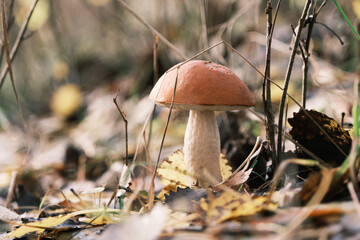  small brown mushroom stands on the forest floor and is surrounded by leaves