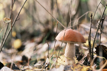  small brown mushroom stands on the forest floor and is surrounded by leaves