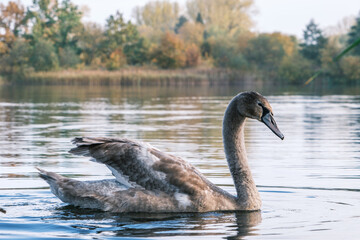  close up of a grey swan swimming on a lake