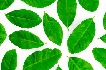 Naklejka premium Spread of natural green lemon leaves isolated on white background