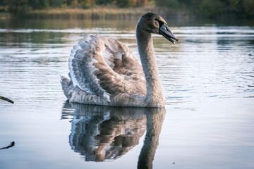 close up of a grey swan swimming on a lake