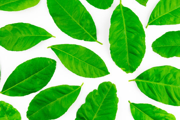 Spread of natural green lemon leaves isolated on white background