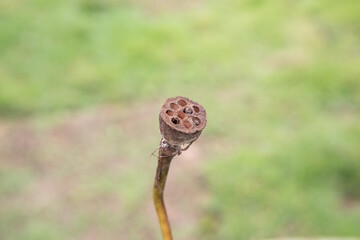 Dry lotus