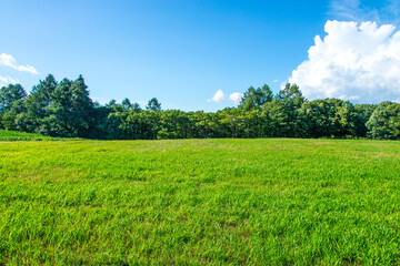 青空と野原の森
