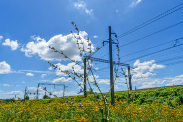Obraz premium Summer flowers, grass and railway