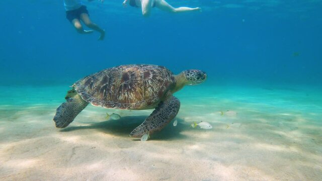 Big turtle in anse Dufour Martinique with plastic in his mouth snorkeling site 