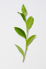 茶葉