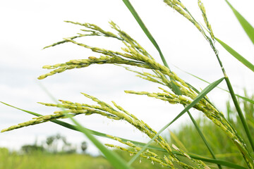 Ears of rice on top of the rice.