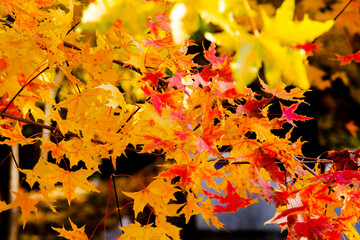 Autumn maple leaves close up background. Acer truncatum, the Shantung maple. Fall colors
