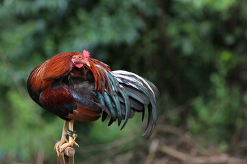 Bunter Hahn schaut um sich, Philippinen