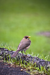 Turdus é um género de aves da família Turdidae