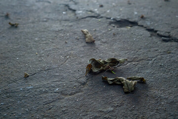 Leaves dry wither on the mortar floor.
