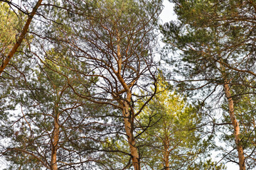 Pine trees in the forest. Many coniferous trees-pines on a bright day in the forest