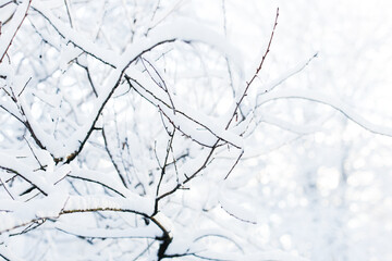 Snow covered tree branches close up, winter mood and frost