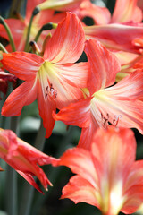 Closeup of beautiful orange Amaryllis flowers