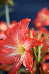 Closeup of beautiful orange Amaryllis flowers