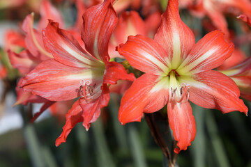 Closeup of beautiful orange Amaryllis flowers