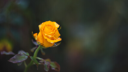 Rose in raindrops close-up on a blurry background with a copy of the text space. Banner, postcard with a rose. A beautiful yellow rose blooms in the garden. Beautiful bokeh.