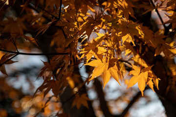 紅葉　もみじ　モミジ　