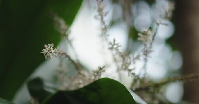 Macro of Flower | Mauritius | Canon C200 4K